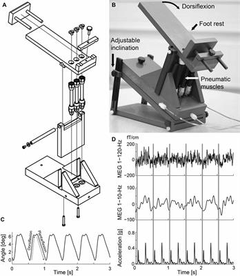 Cortical Proprioceptive Processing Is Altered by Aging